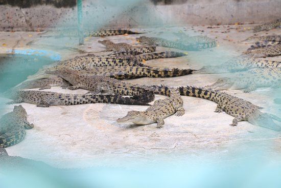 Davao Crocodile Park
